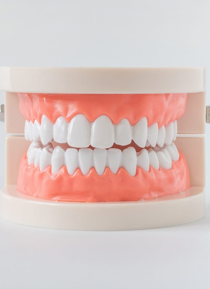 Close up mouth model with white teeth. dental health care concept.